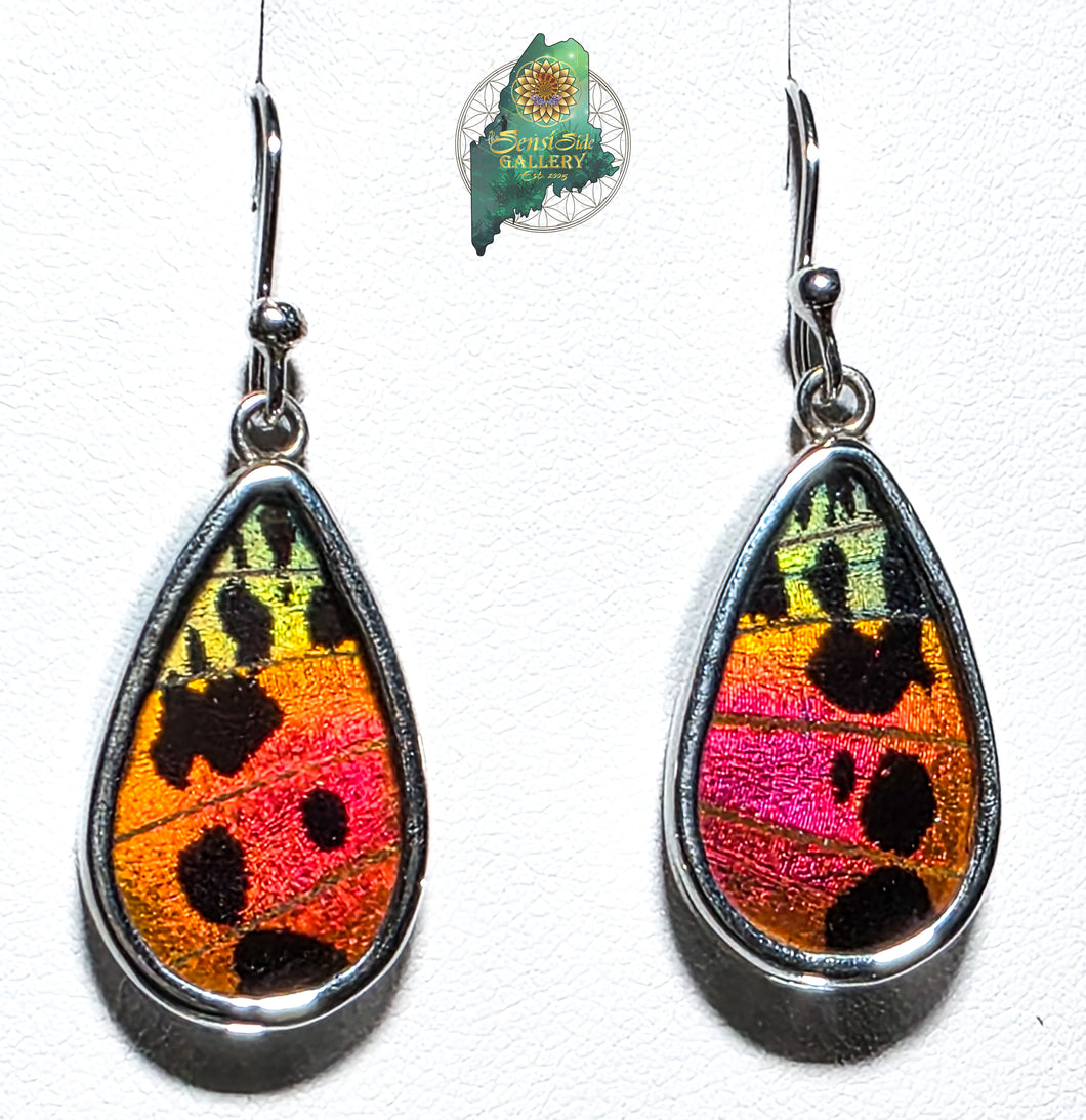 Urania Ripheus Butterfly Earrings set in Sterling Silver. 