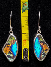 Morpho & Urania Ripheus Earrings {MD0223}