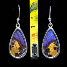 Morpho & Urania Ripheus Earrings