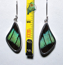 Prepona Butterfly Wing Earrings