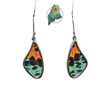 Urania Ripheus Butterfly Wing Earrings