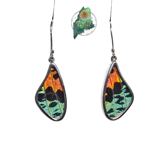 Urania Ripheus Butterfly Wing Earrings