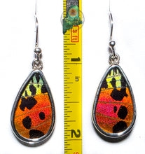 Urania Ripheus Butterfly Earrings set in Sterling Silver. 