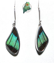 Prepona Butterfly Wing Earrings