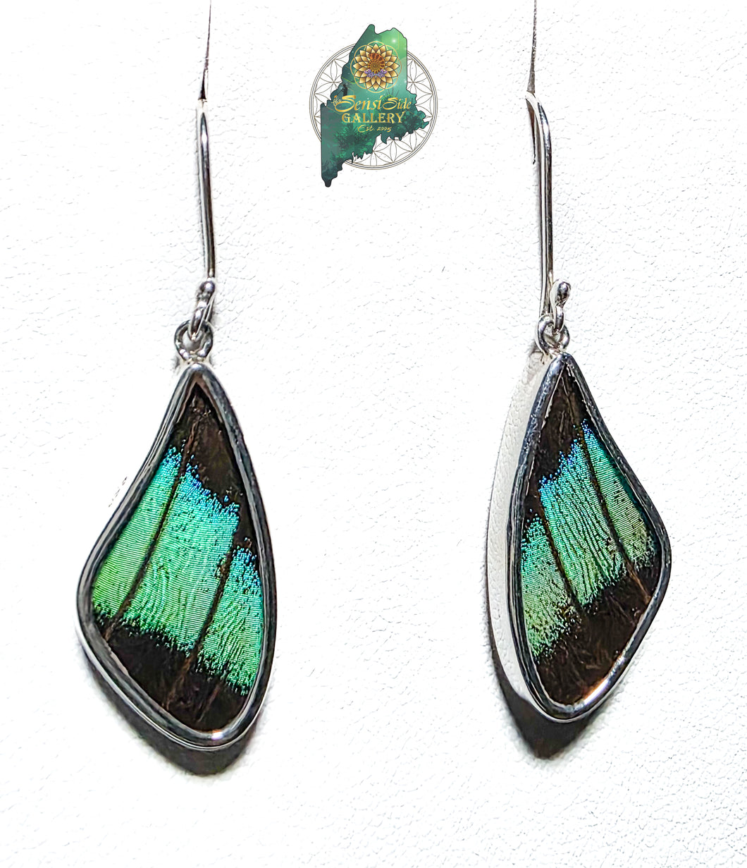 Prepona Butterfly Wing Earrings