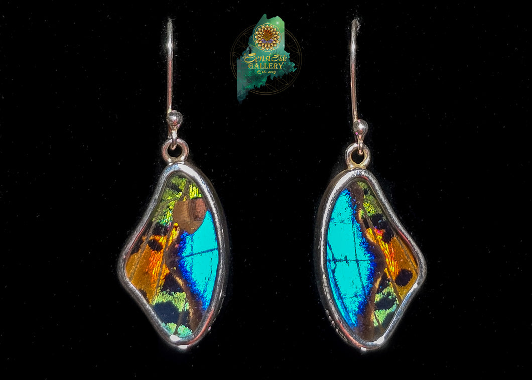 Morpho & Urania Ripheus Earrings {MD0223}