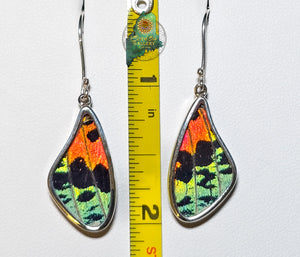 Urania Ripheus Butterfly Wing Earrings