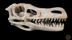 Labradorite Dino Skull