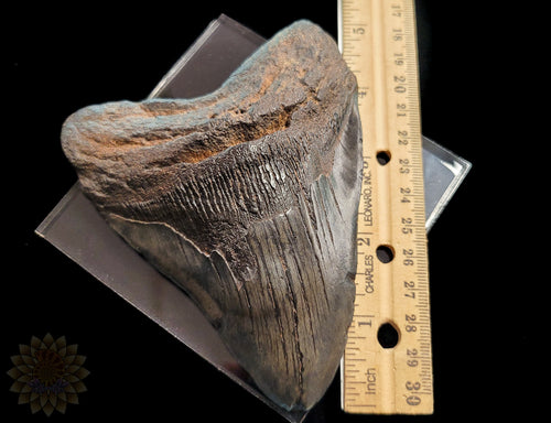 Megalodon Shark Tooth