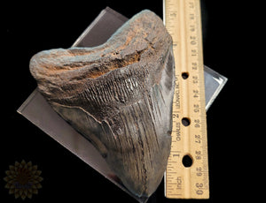 Megalodon Shark Tooth