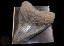 Megalodon Shark Tooth