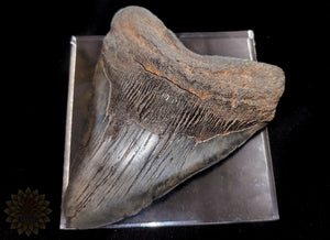 Megalodon Shark Tooth