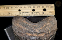 Megalodon Shark Tooth